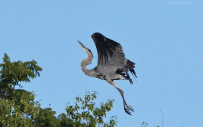 Discover the Wildlife of Humboldt Park—Help Them Flourish