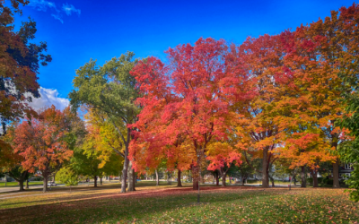 Celebrate Our Trees and the Green Spaces We Love